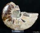Broken / Inch Wide Polished Ammonite #2827-1